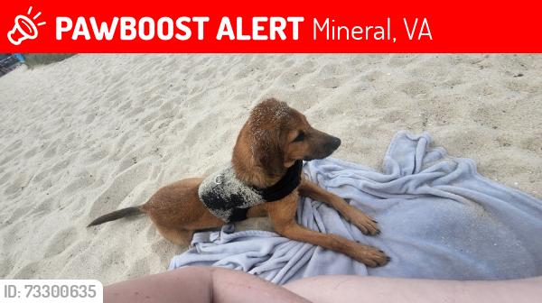 Lost Male Dog last seen A few miles down and across from Meadowbrook Farm, Mineral, VA 23117