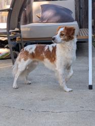 Reunited Male Dog last seen Jackson & 15th, San Jose, CA 95112
