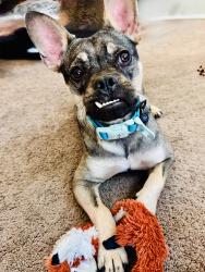 Reunited Male Dog last seen Portobello st, San Diego, CA 92124