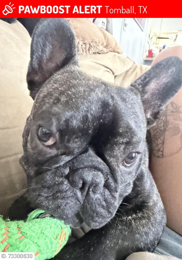 Lost Male Dog last seen Percival st, Tomball, TX 77375