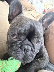 Lost Male Dog last seen Percival st, Tomball, TX 77375