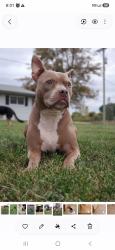 Reunited Male Dog last seen Berville, MI 48002, USA, Berville, MI 48002