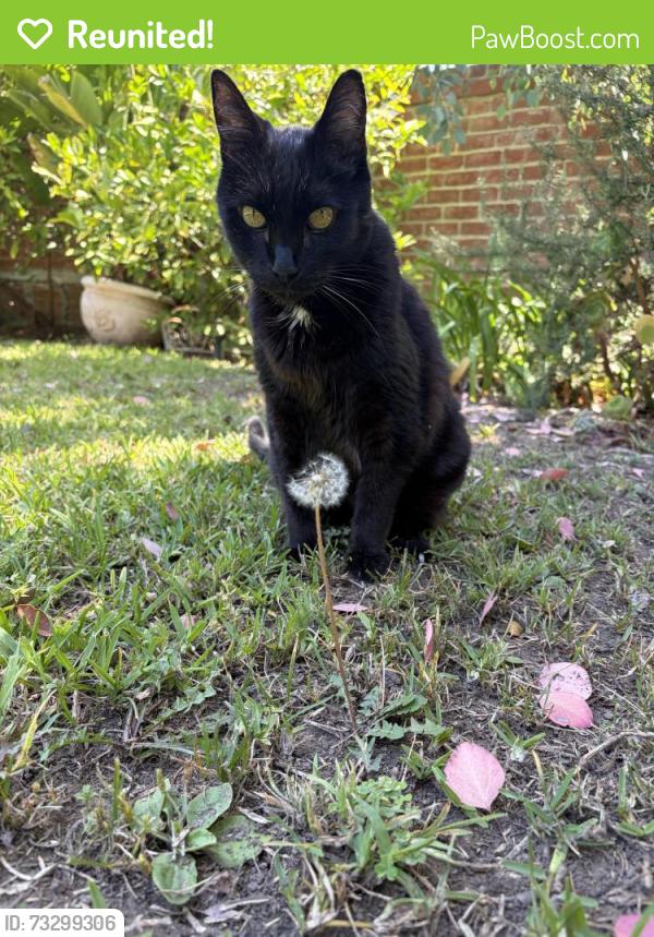 Reunited Male Cat last seen Bonnie Avenue, Pasadena, CA 91106