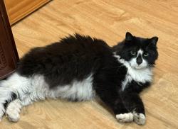 Reunited Female Cat last seen Bryon Ave & Lorentz St, Elmont, NY 11003