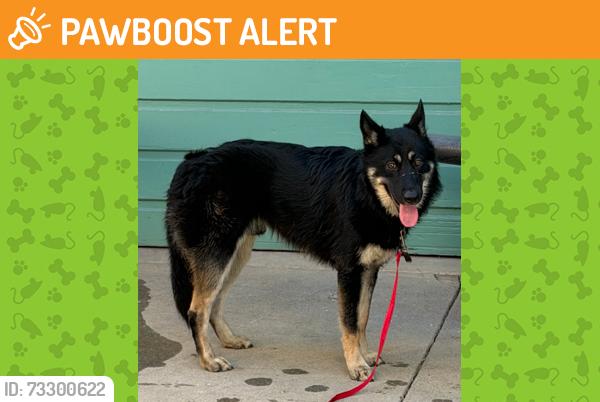 Found/Stray Male Dog last seen Near freeway Atlantic exit - Telegraph/Woods, East Los Angeles, CA 90022