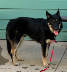 Found/Stray Male Dog last seen Near freeway Atlantic exit - Telegraph/Woods, East Los Angeles, CA 90022
