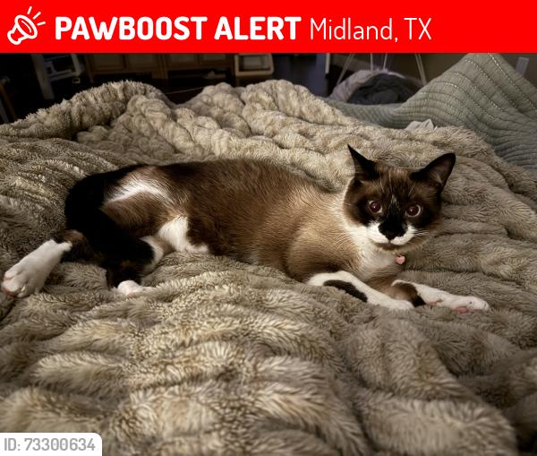 Lost Female Cat last seen N/A, Midland, TX 79707