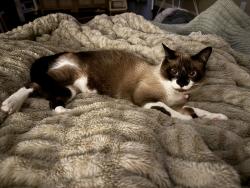 Lost Female Cat last seen N/A, Midland, TX 79707