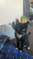 Reunited Male Cat last seen Balfourd Road, Portsmouth, England 