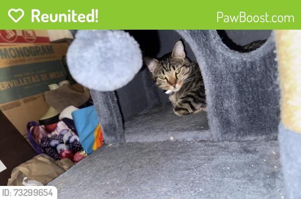 Reunited Unknown Cat last seen Near CornerStone Crossing, Waterford, WI 53185