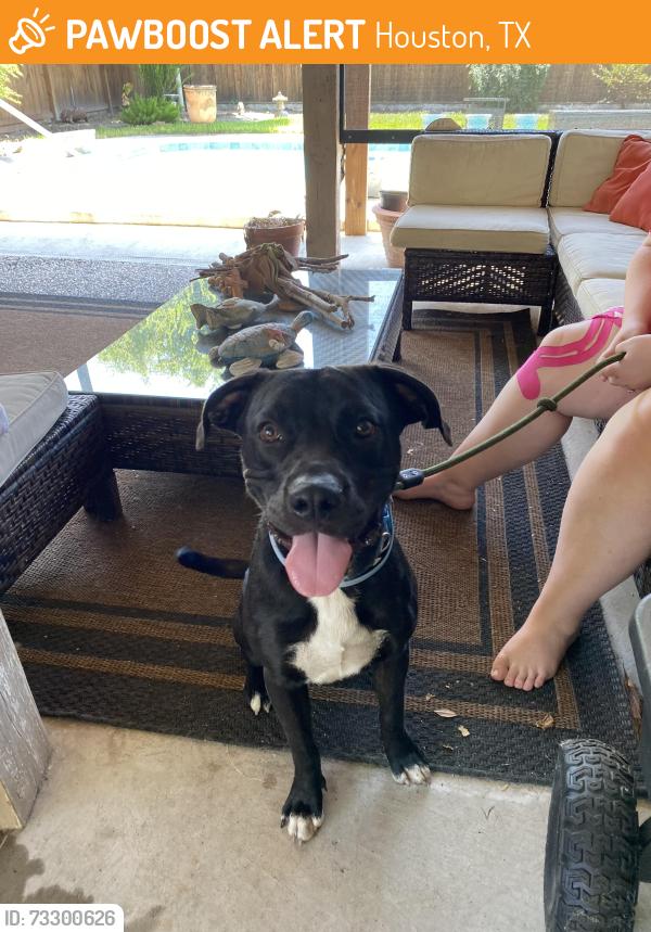 Found/Stray Male Dog last seen DeSoto, Houston, TX 77091
