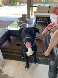 Found/Stray Male Dog last seen DeSoto, Houston, TX 77091