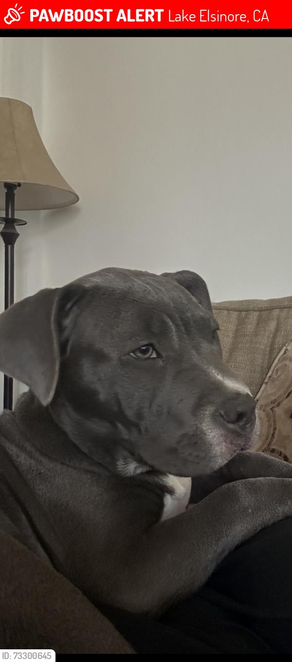 Lost Female Dog last seen Machado and Lincoln, Lake Elsinore, CA 92530