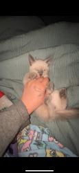 Lost Male Cat last seen Near leslie, Lansing, MI 48912