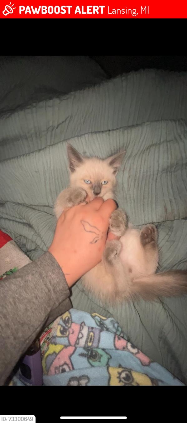 Lost Male Cat last seen Near leslie, Lansing, MI 48912