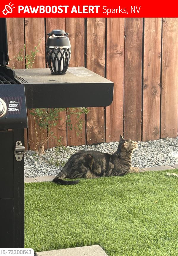 Lost Male Cat last seen goldy way and Baring, Sparks, NV 89434