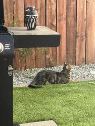 Lost Male Cat last seen goldy way and Baring, Sparks, NV 89434