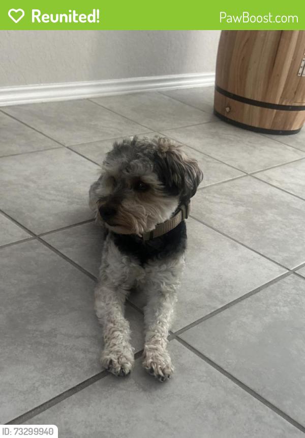 Reunited Male Dog last seen Near Melissa Rnch Blvd, San Antonio, TX 78245, USA, San Antonio, TX 78245