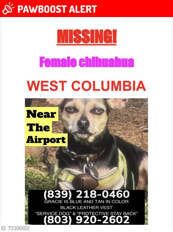 Lost Female Dog last seen Beachwood Drive, Lexington County, SC 29170