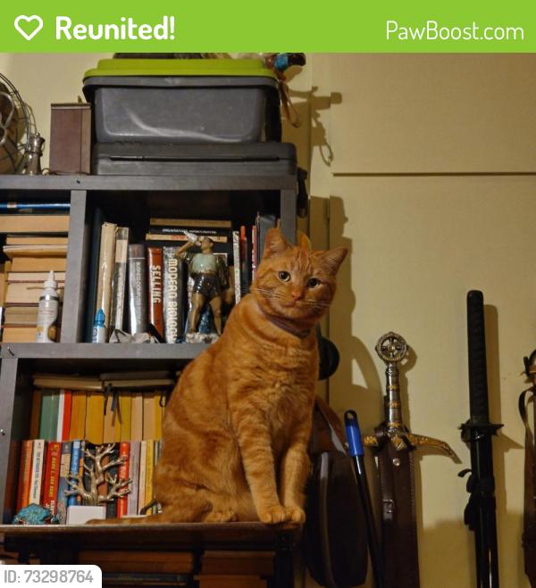 Reunited Male Cat last seen Calero and macadam CT across the street from calero park, San Jose, CA 95123