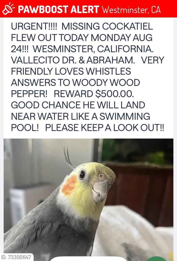 Lost Male Bird last seen Vallecito Dr & Abraham, Westminster, CA 92683