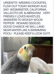 Lost Male Bird last seen Vallecito Dr & Abraham, Westminster, CA 92683