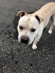 Reunited Male Dog last seen Near W Lasso Ln/ Antelope Tr, Buckeye, AZ 85326