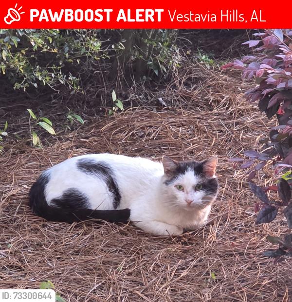 Lost Male Cat last seen Linda Vista Lane/Drive, Vestavia Hills, AL 35226