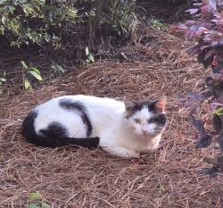 Lost Male Cat last seen Linda Vista Lane/Drive, Vestavia Hills, AL 35226