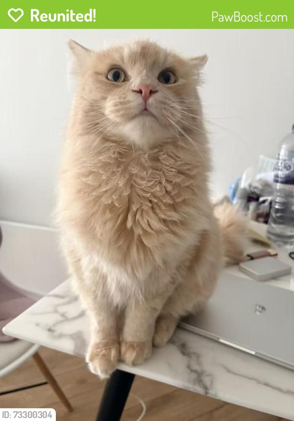 Reunited Male Cat last seen Lumiere Building, Greater Manchester, England M15 4QN