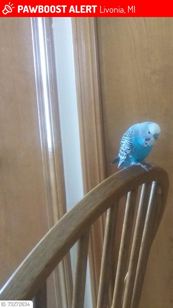 Lost Male Bird last seen 5 Mile and Inkster Road behind TrueHeal Veterinary hosp, Livonia, MI 48154