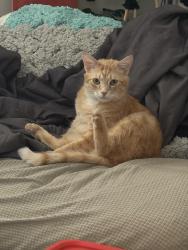 Lost Male Cat last seen Near my hse, Pike Township, OH 44706