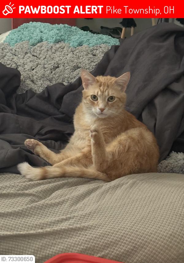 Lost Male Cat last seen Near my hse, Pike Township, OH 44706