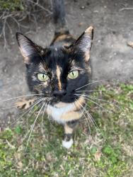 Lost Female Cat last seen Old Baldy Entrance/Wranglers Run, Wimberley, TX 78676