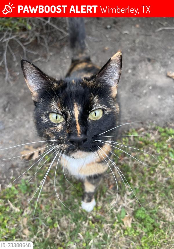 Lost Female Cat last seen Old Baldy Entrance/Wranglers Run, Wimberley, TX 78676