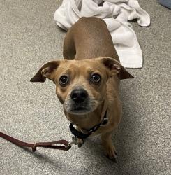 Shelter Stray Male Dog last seen N Calac Lane, Rincon, CA, 92082, Escondido, CA 92027, USA