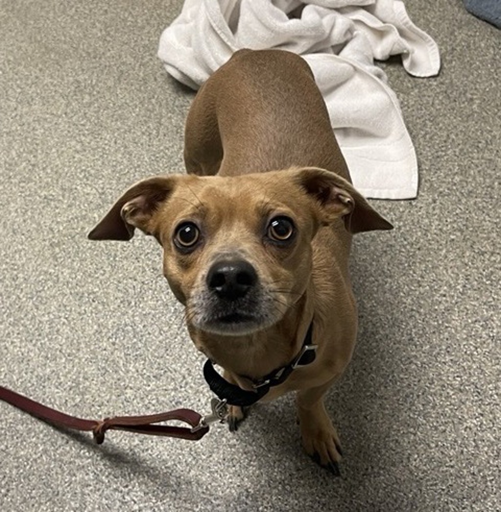 Shelter Stray Male Dog last seen N Calac Lane, Rincon, CA, 92082, Escondido, CA 92027, USA