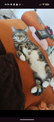 Reunited Male Cat last seen Homestall Road near the Strand, Merseyside, England 