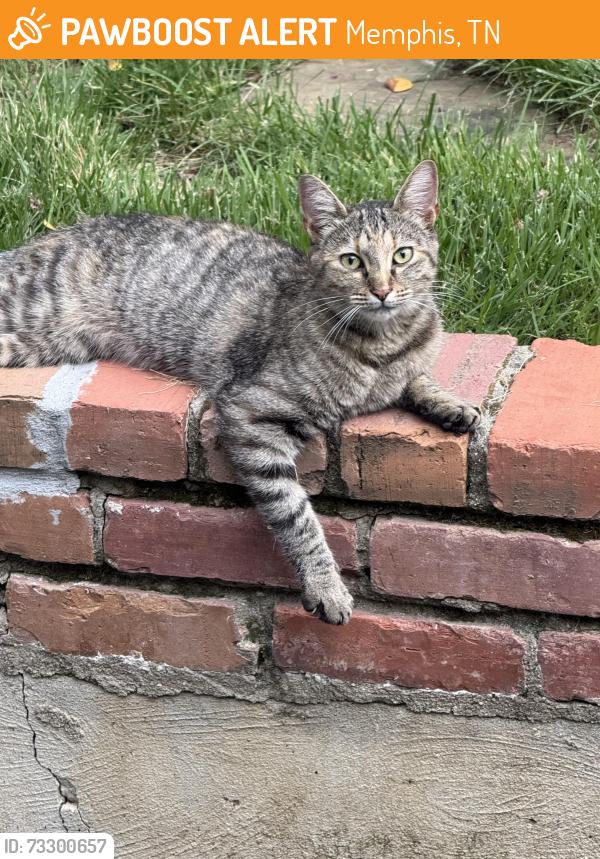 Found/Stray Female Cat last seen Contact for address, 38120 zip, Memphis, TN 38120