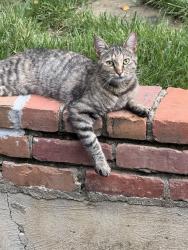 Found/Stray Female Cat last seen Contact for address, 38120 zip, Memphis, TN 38120