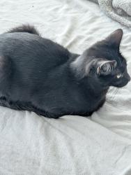 Found/Stray Female Cat last seen Elizabeth lake Rd and Highland rd, Waterford Township, MI 48327