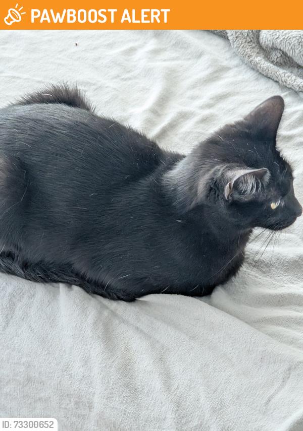 Found/Stray Female Cat last seen Elizabeth lake Rd and Highland rd, Waterford Township, MI 48327