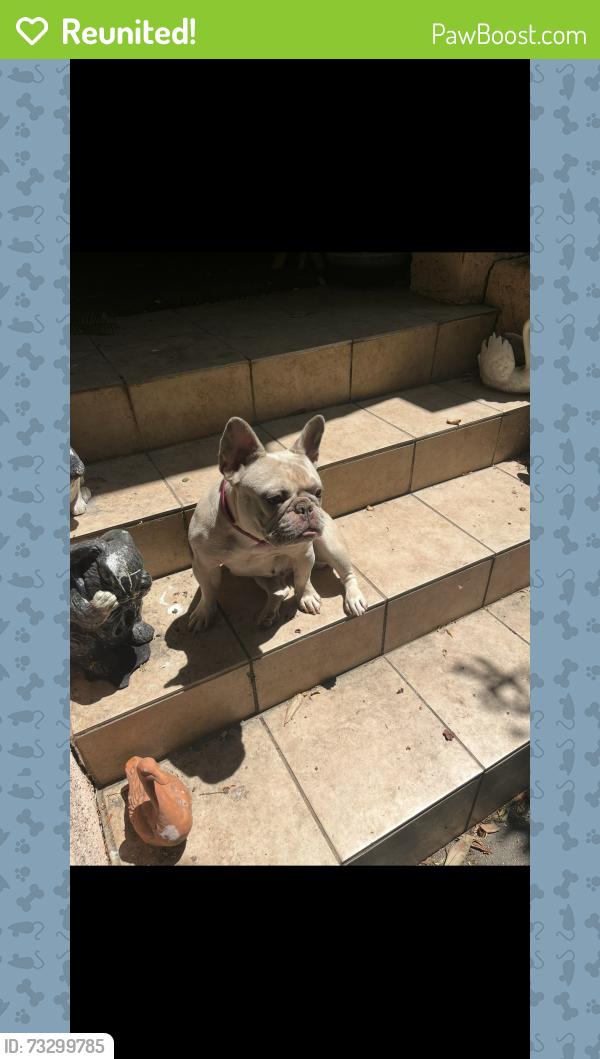 Reunited Female Dog last seen All saints, Los Angeles, CA 90032