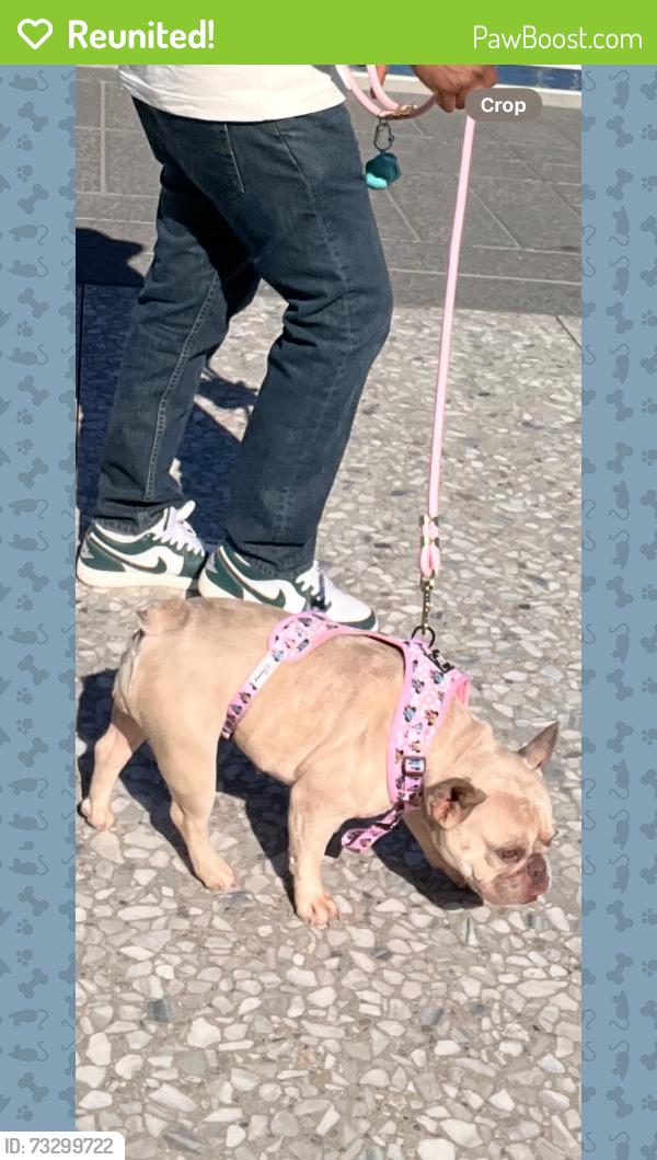 Reunited Female Dog last seen Navarro st, Los Angeles, CA 90032