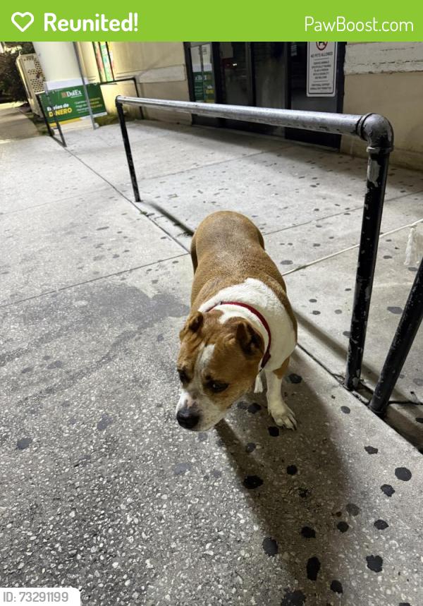 Reunited Female Dog last seen UNIDO’s supermarket, Kissimmee, FL 34741
