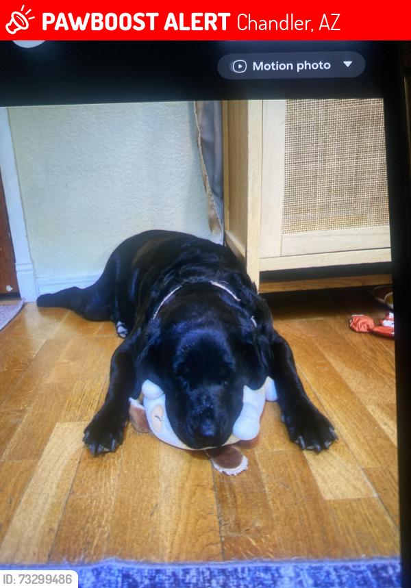 Lost Female Dog last seen Chandler,AZ-Alma school rd & Elliot, Chandler, AZ 85224