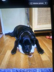 Lost Female Dog last seen Chandler,AZ-Alma school rd & Elliot, Chandler, AZ 85224