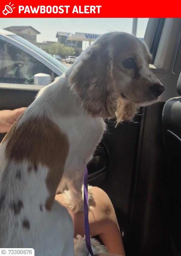 Lost Female Dog last seen Snohomish loop el paso TX 79938, Homestead Meadows South, TX 79938