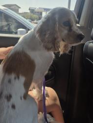 Lost Female Dog last seen Snohomish loop el paso TX 79938, Homestead Meadows South, TX 79938
