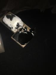 Reunited Female Cat last seen Wentworth, Chicago, IL 60628
